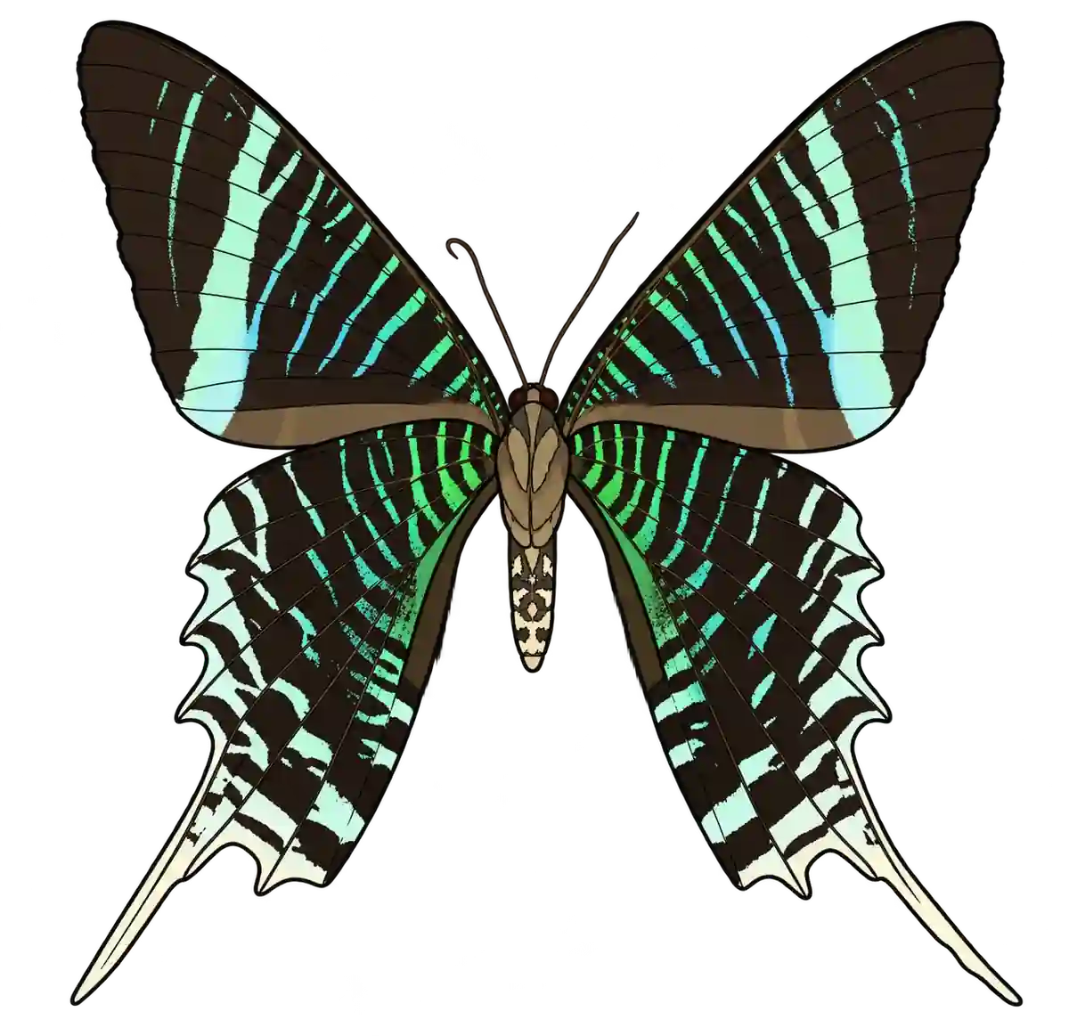 Urania leilus, ventral view