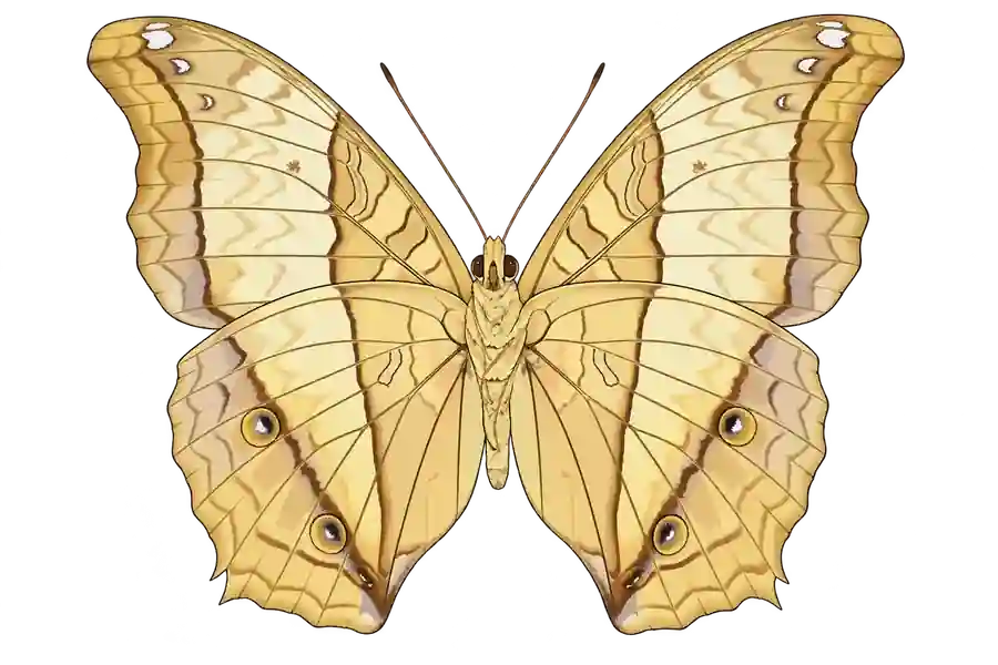 Vindula erota, female ventral view.