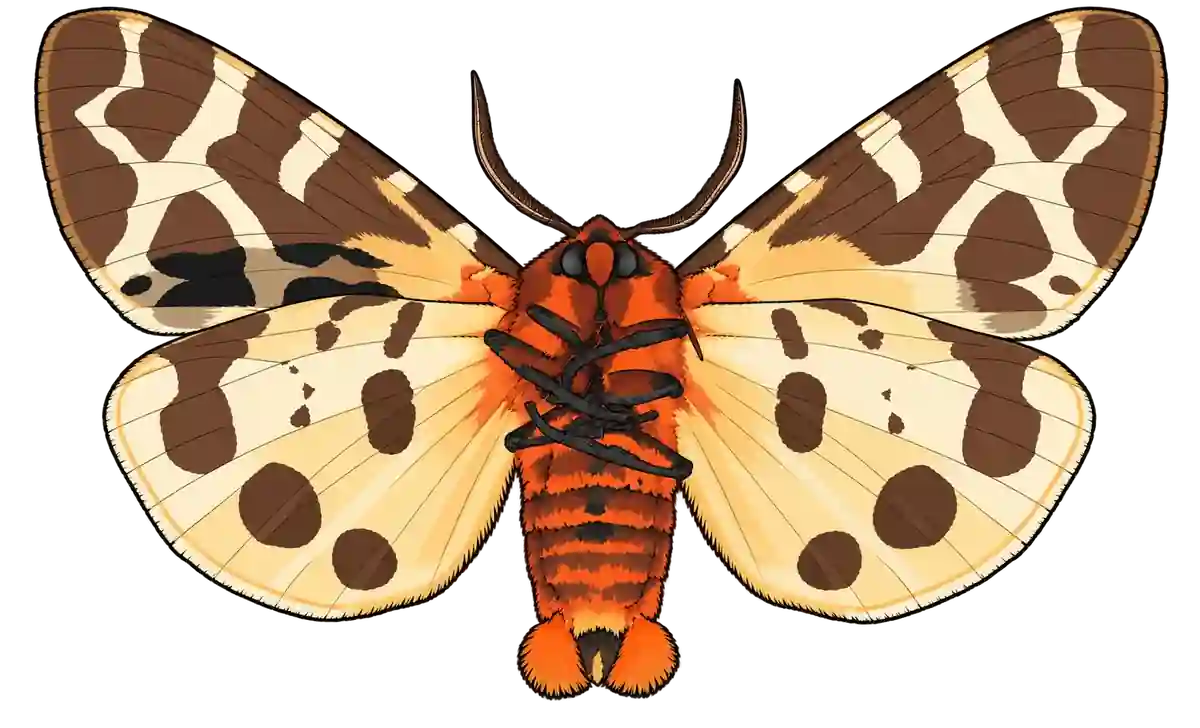 Arctia caja, ventral view