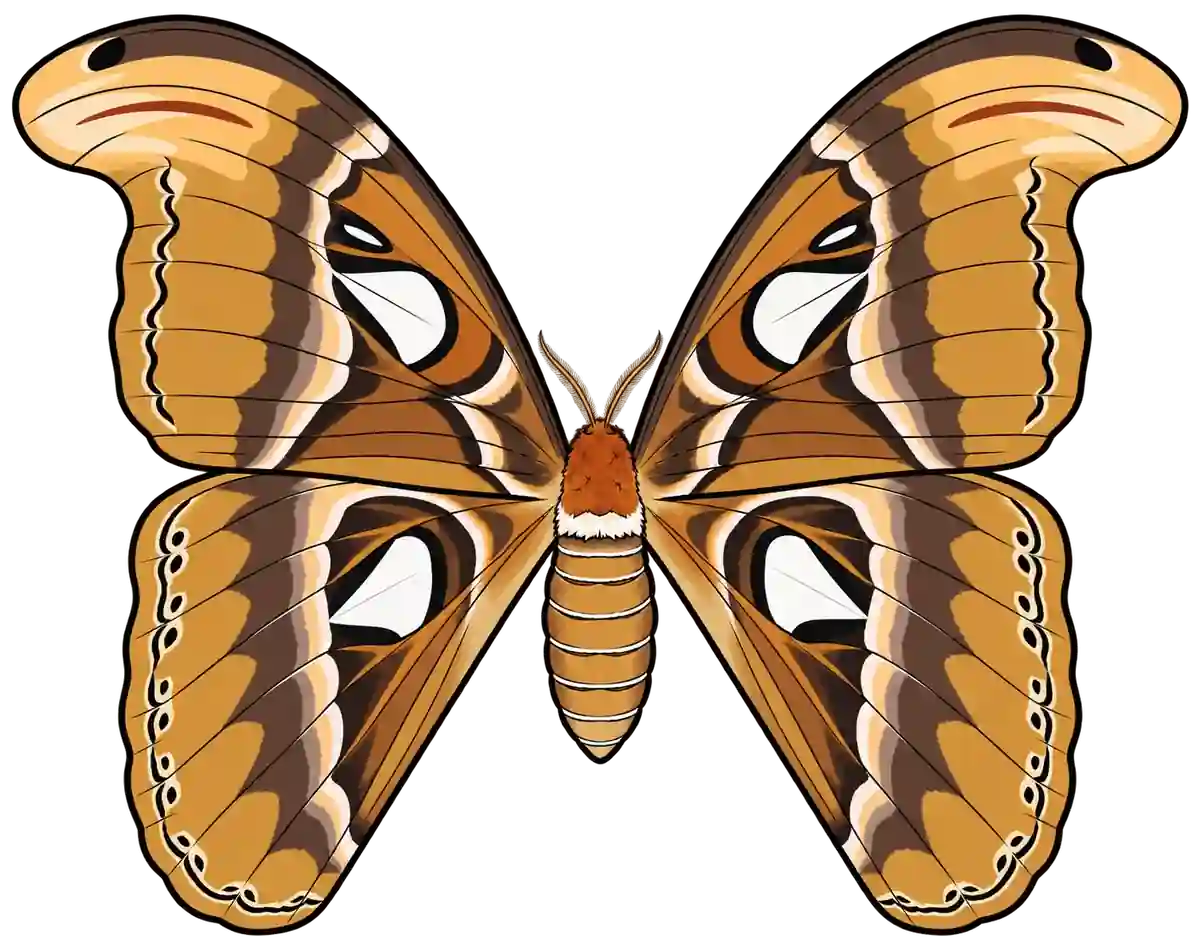 Attacus atlas, dorsal view