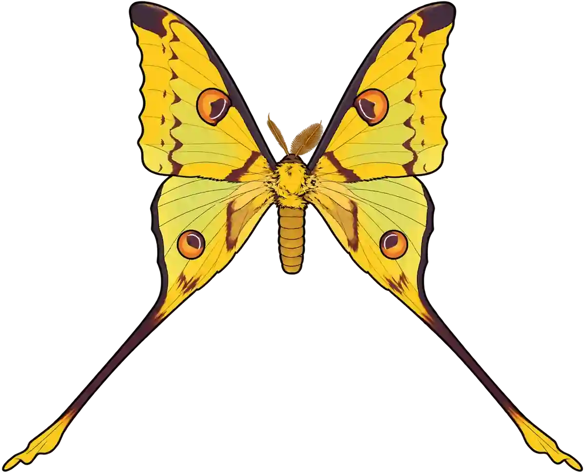 Argema mittrei, dorsal view