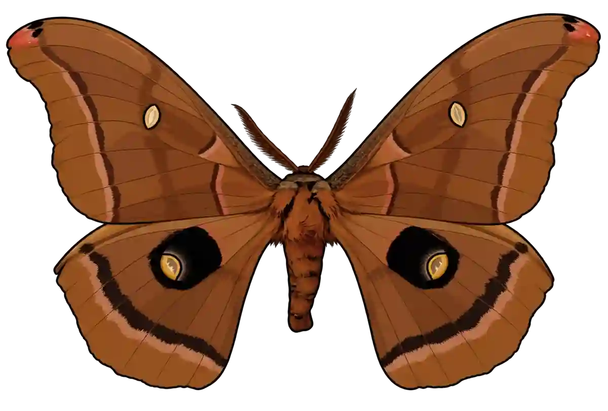 Antheraea polyphemus, dorsal view