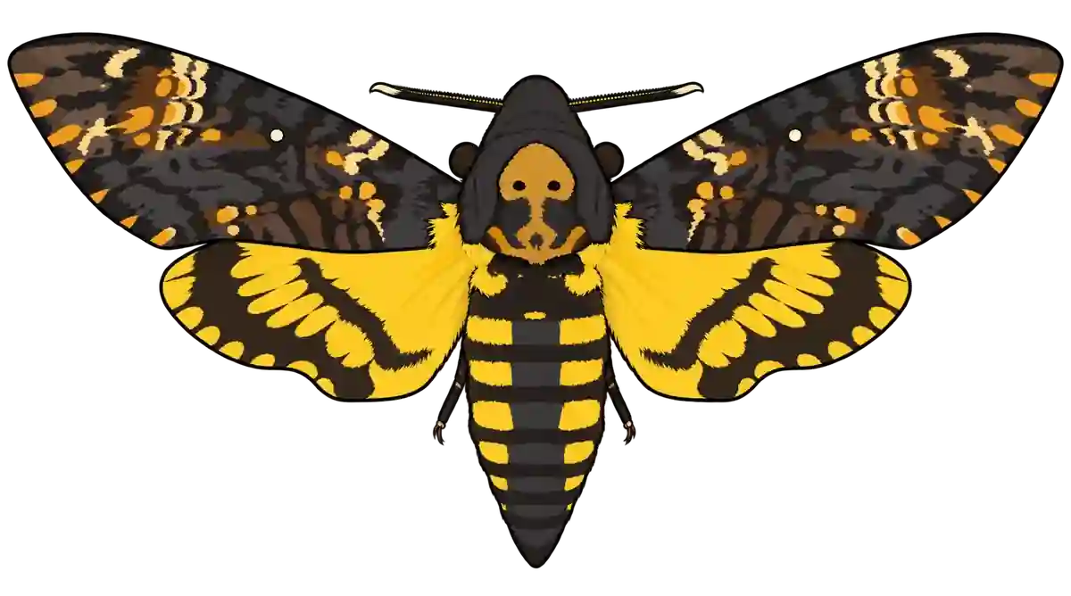 Acherontia atropos, dorsal view