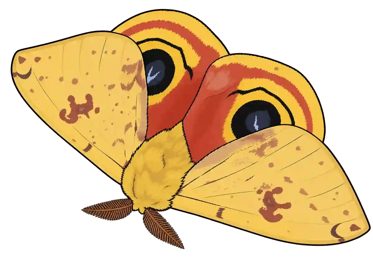 Automeris io, dorsal view