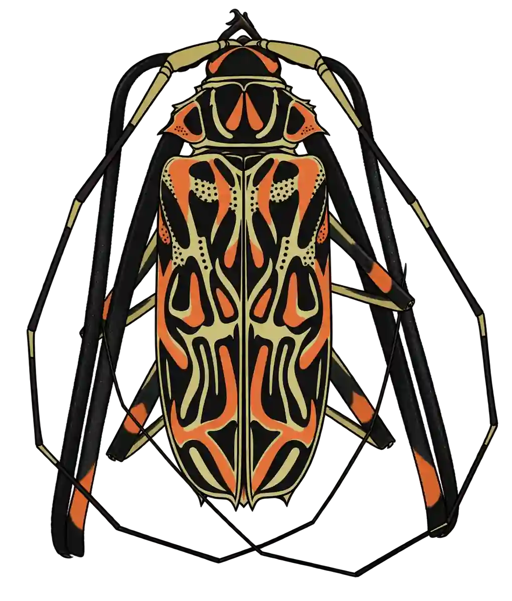 Acrocinus longimanus, dorsal view