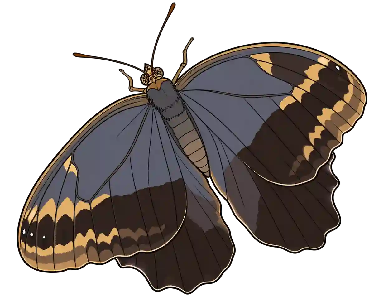 Caligo telamonius, dorsal view