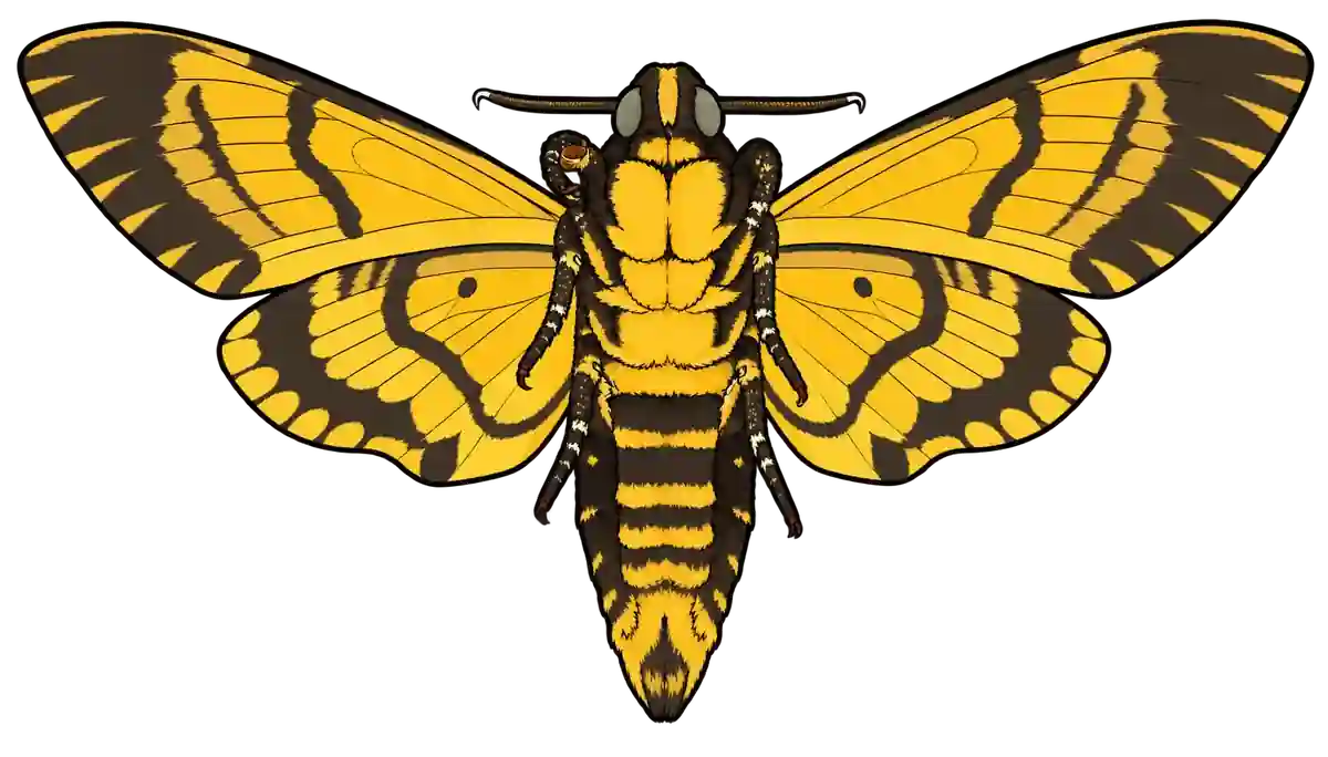 Acherontia atropos, ventral view