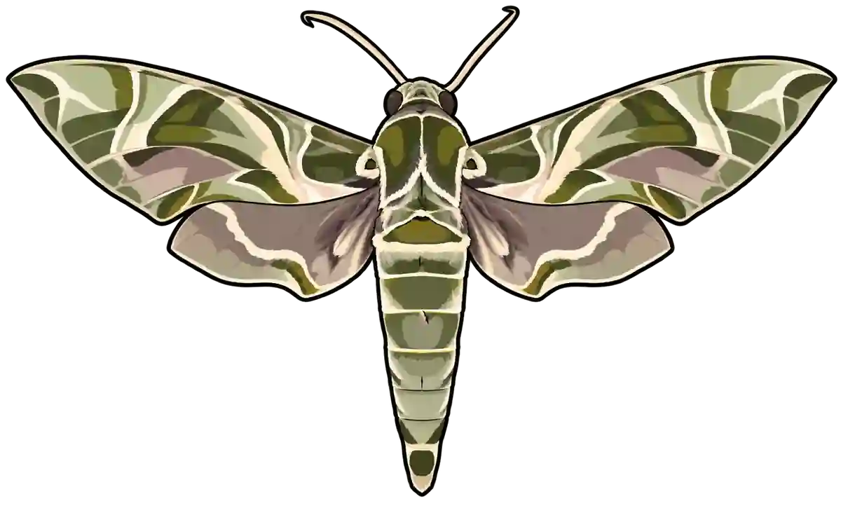 Daphnis nerii, dorsal view