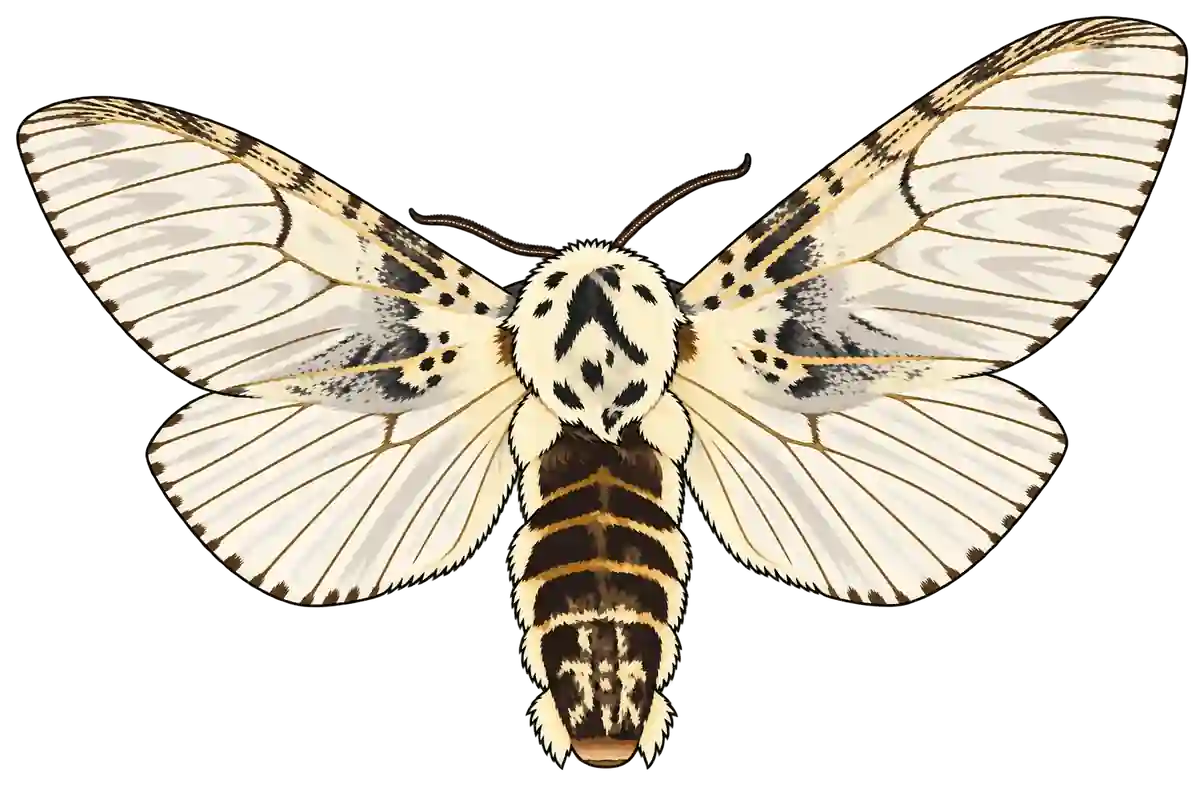 Cerura vinula, dorsal view