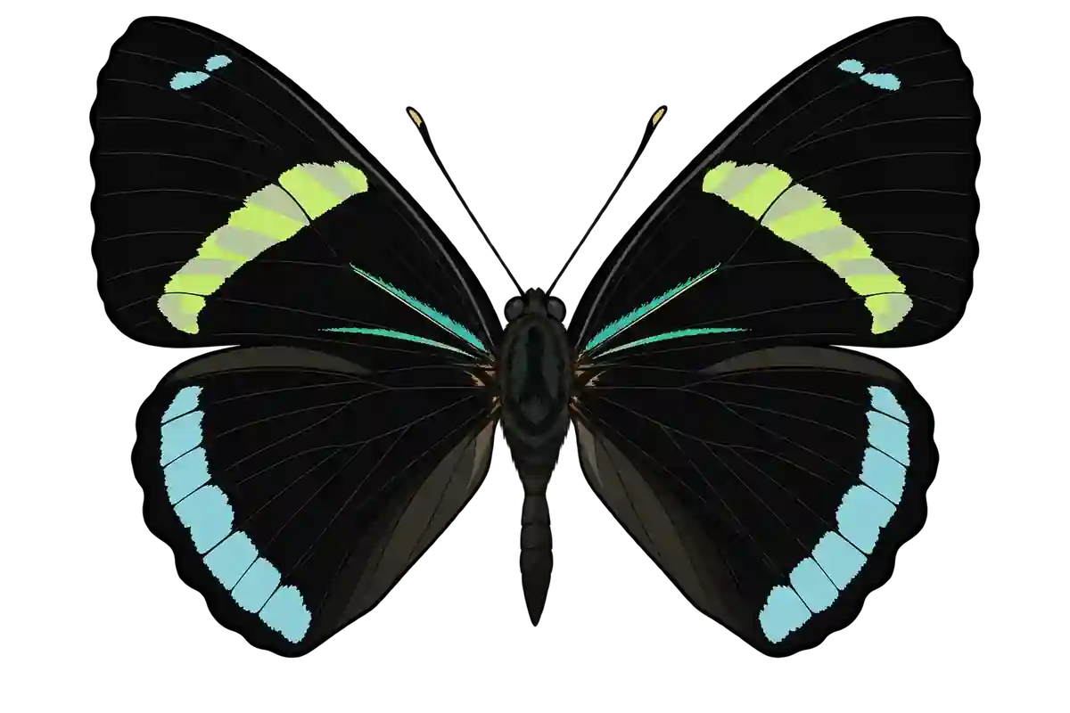 Diaethria clymena, dorsal view
