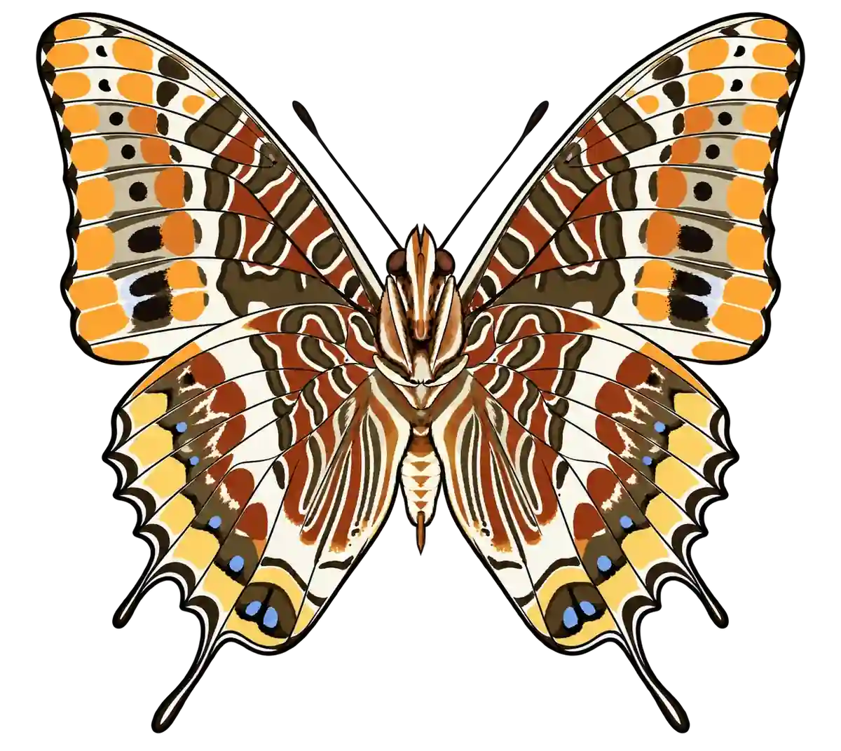 Charaxes jasius, ventral view
