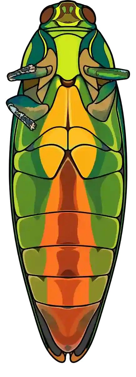 Chrysochroa fulgidissima, ventral view