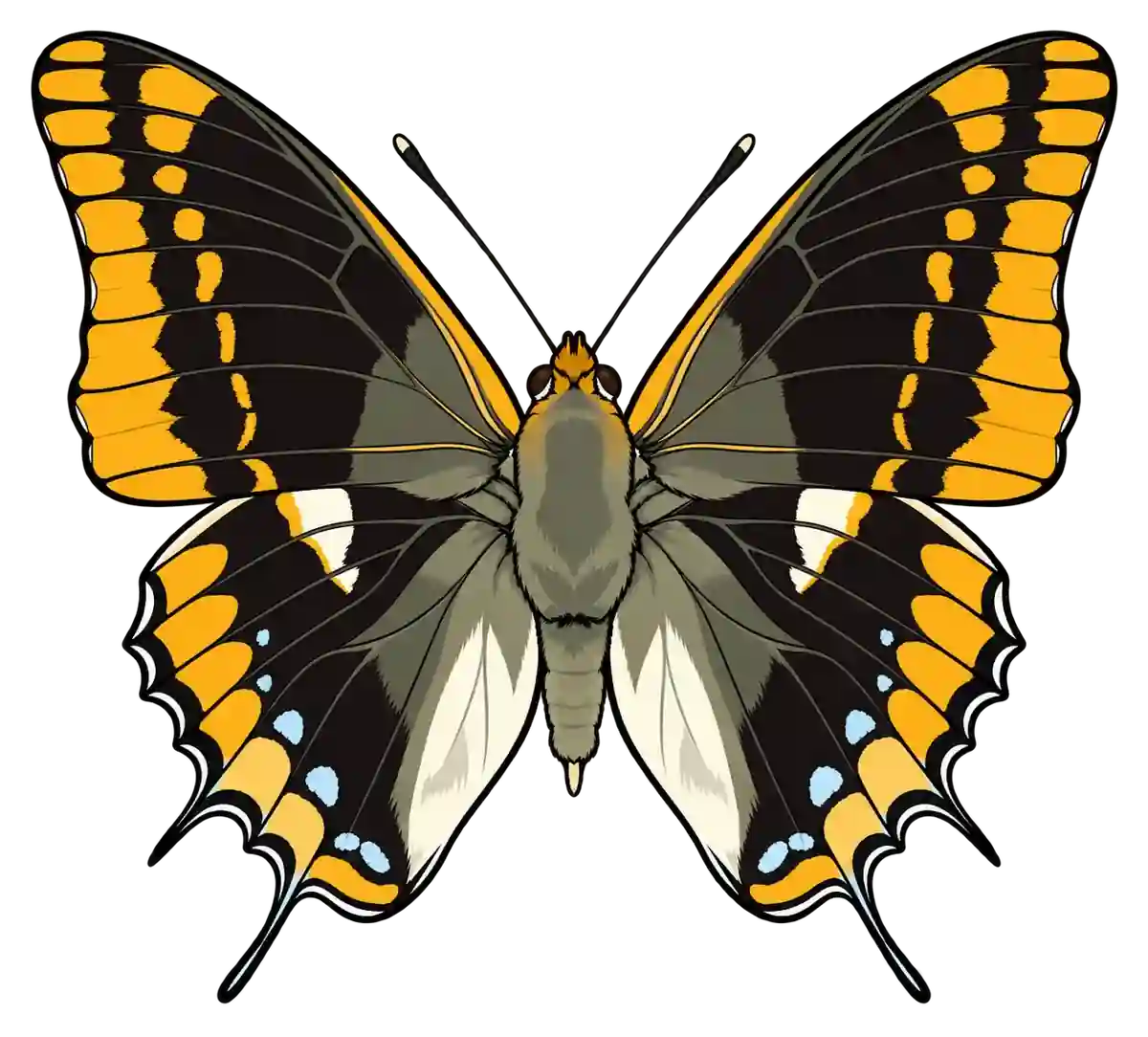 Charaxes jasius, dorsal view