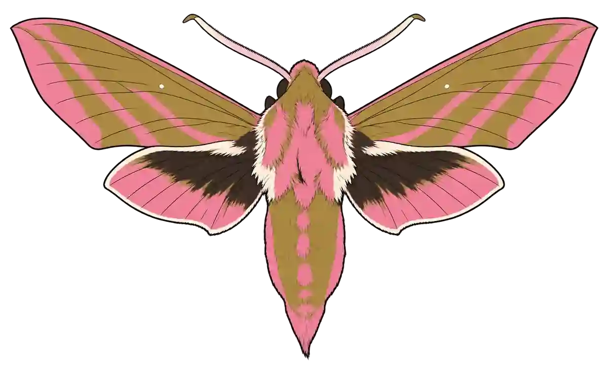 Deilephila elpenor, dorsal view