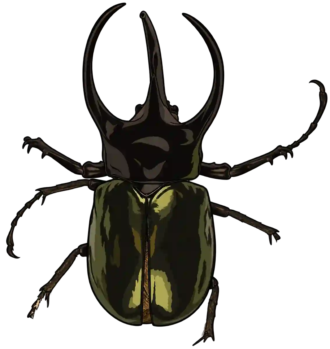 Chalcosoma atlas, dorsal view