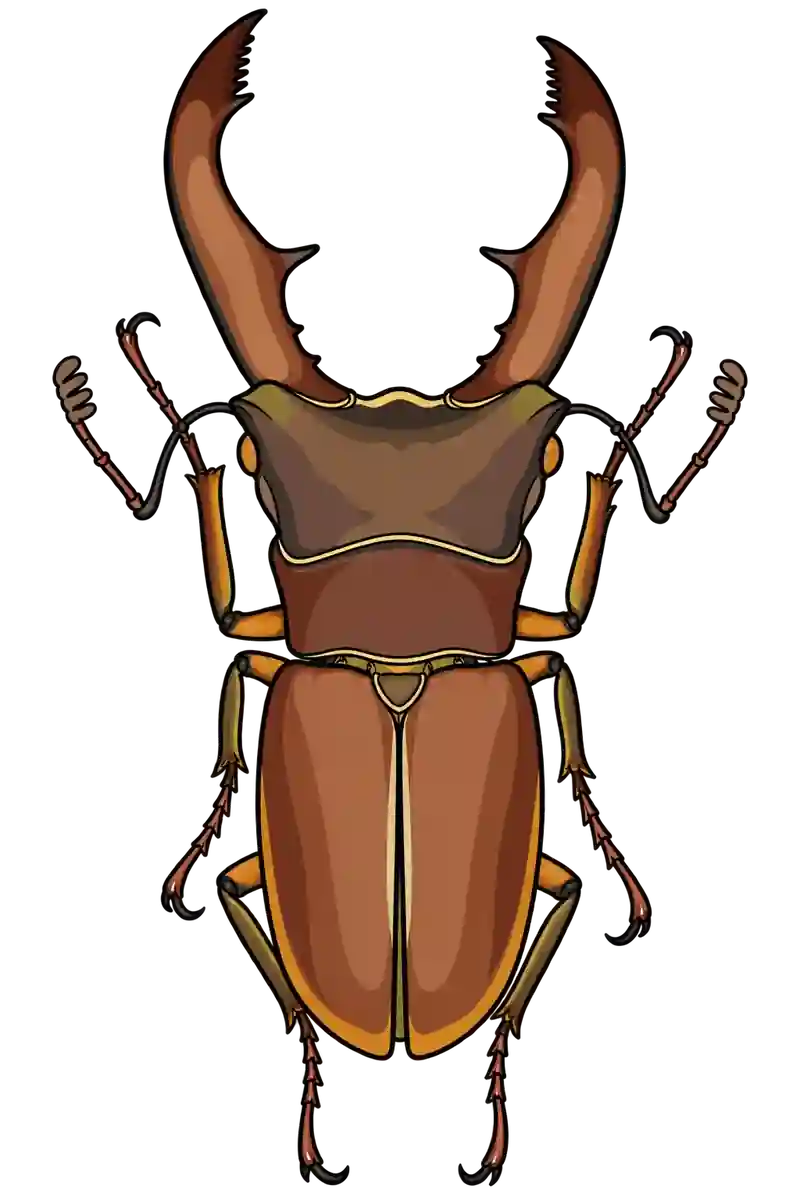 Cyclommatus metallifer, dorsal view
