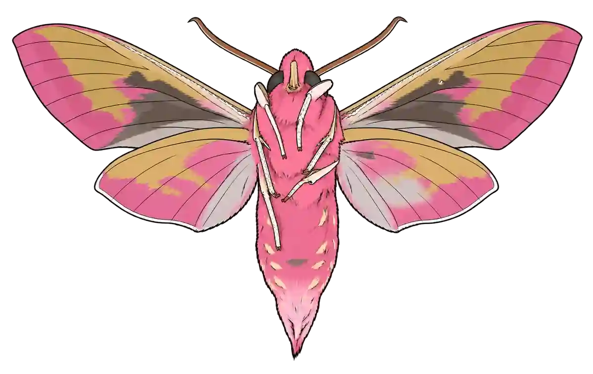 Deilephila elpenor, ventral view