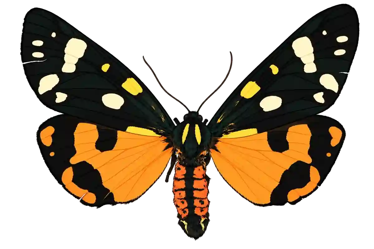 Callimorpha dominula, dorsal view