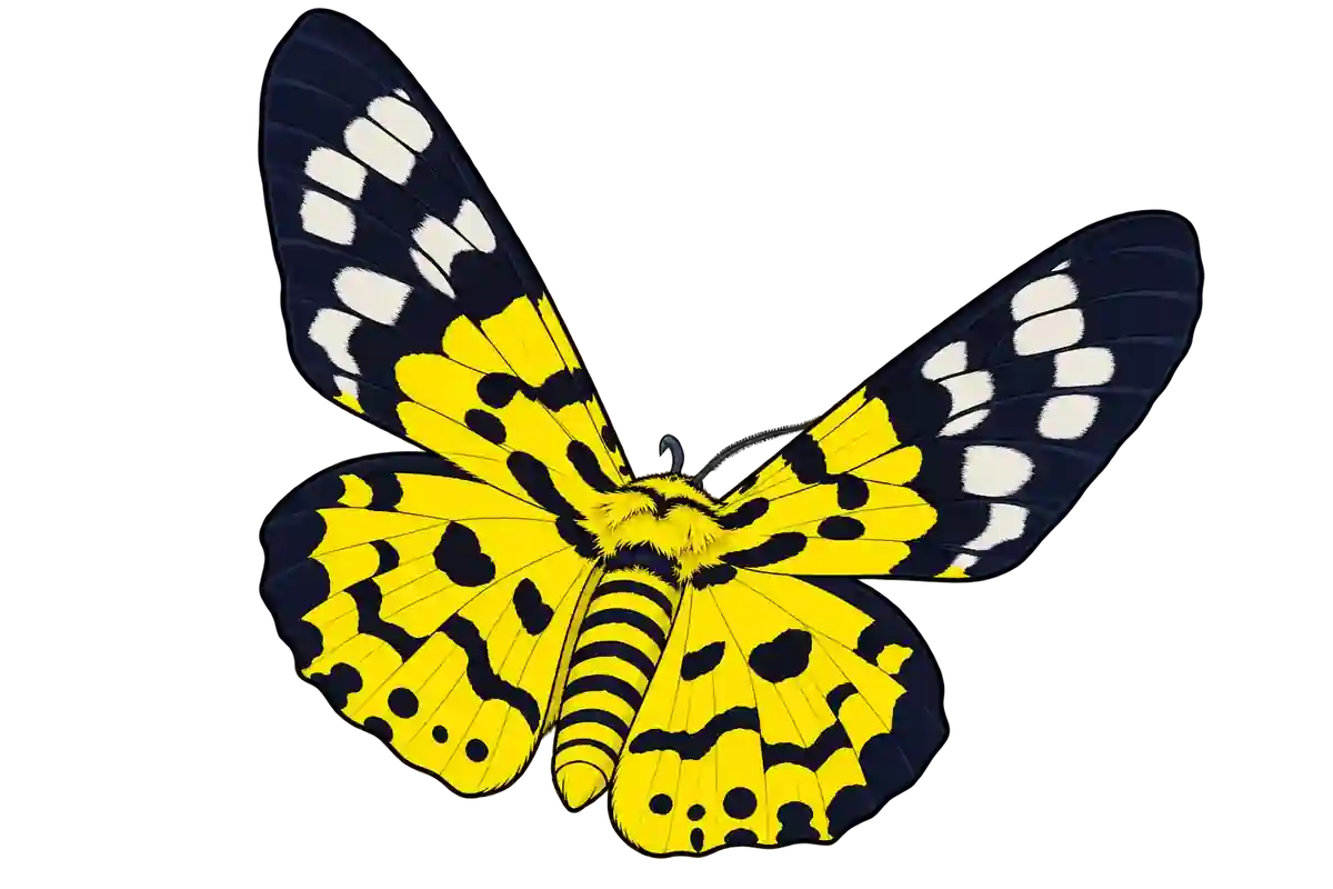 Dysphania militaris, dorsal view