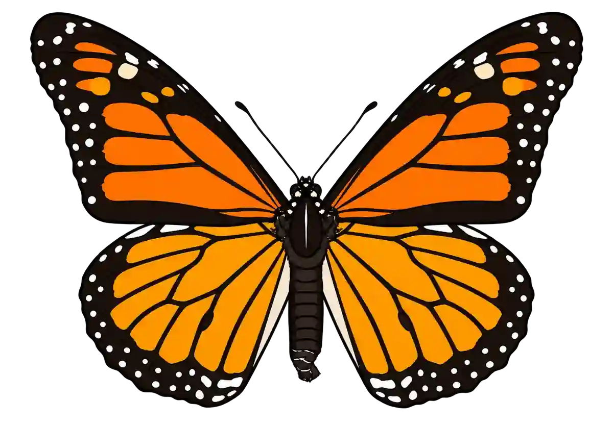 Danaus plexippus, dorsal view