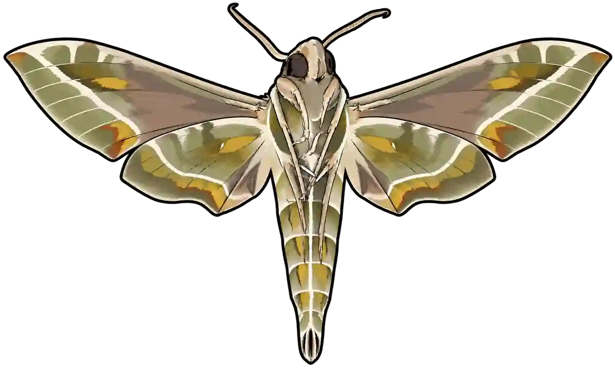 Daphnis nerii, ventral view