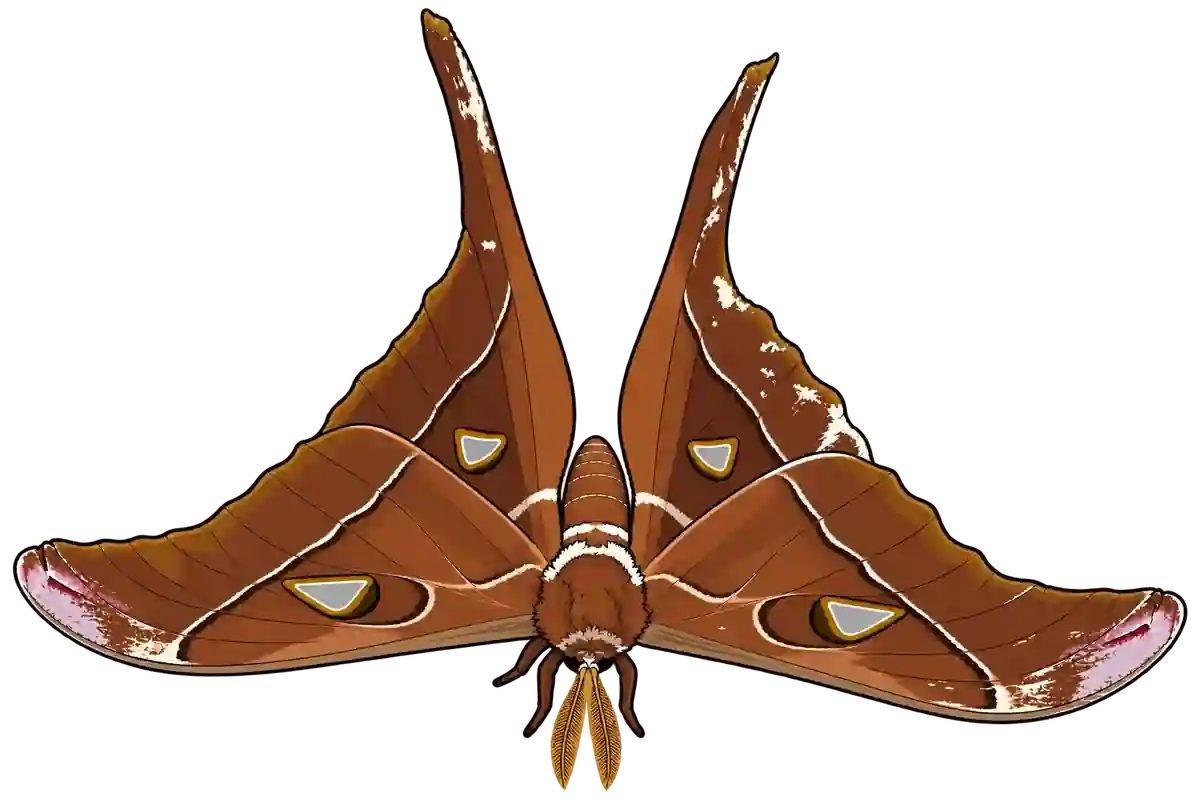Coscinocera hercules, dorsal view