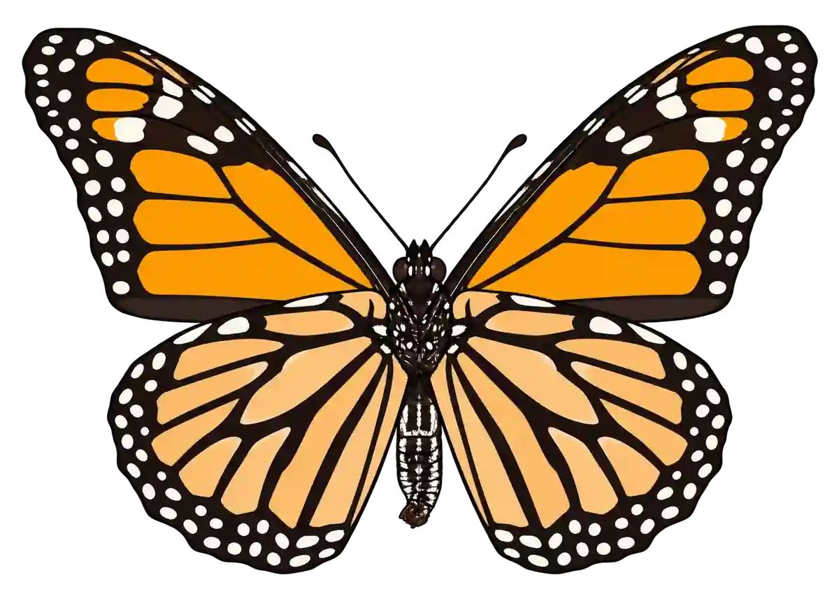 Danaus plexippus, ventral view