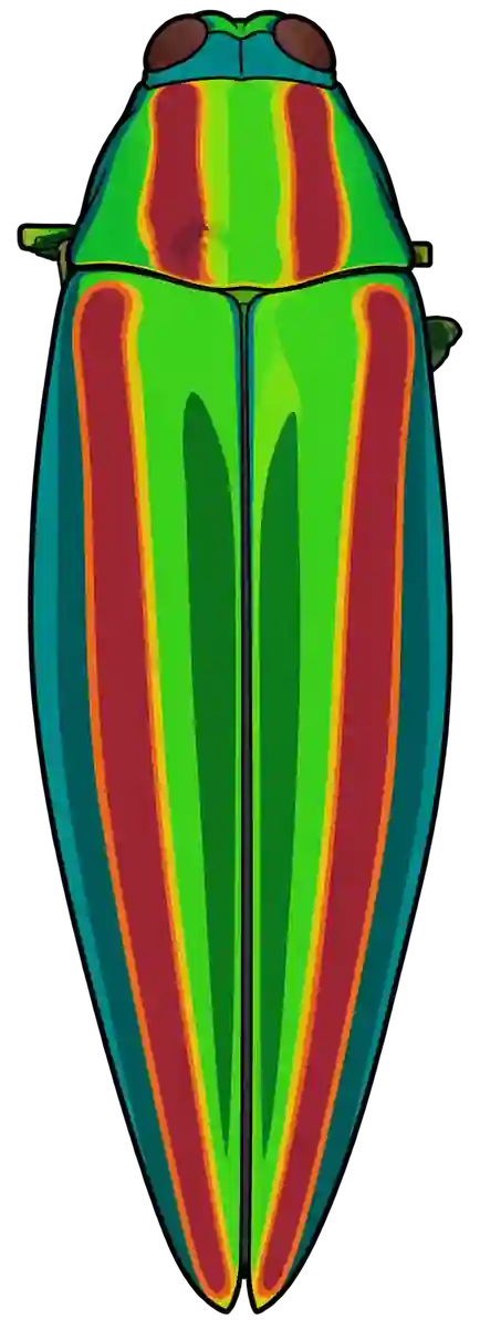 Chrysochroa fulgidissima, dorsal view