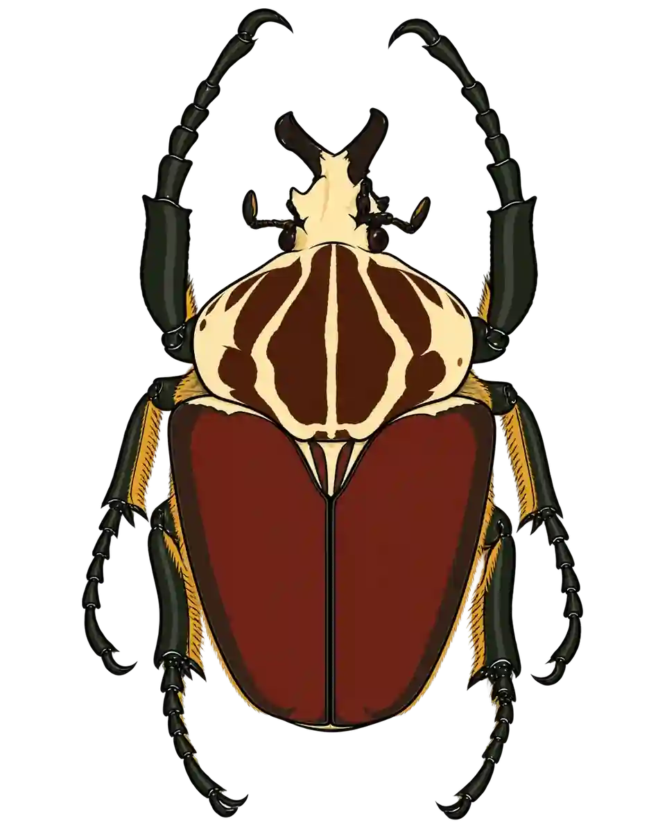 Goliathus goliatus, dorsal view
