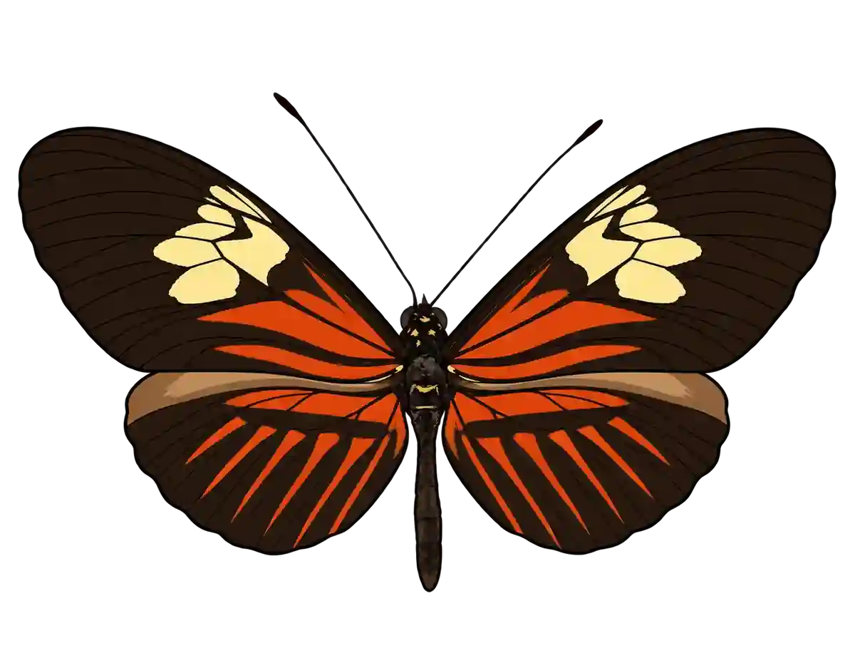 Heliconius melpomene, dorsal view