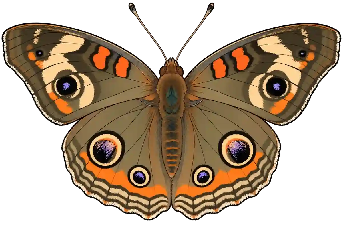 Junonia coenia, dorsal view
