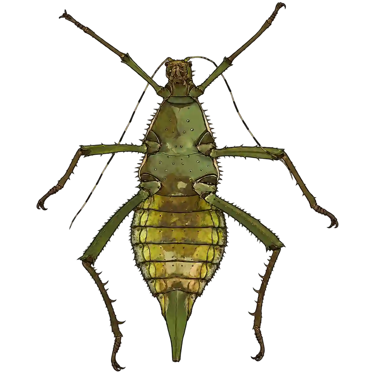 Heteropteryx dilatata, ventral view