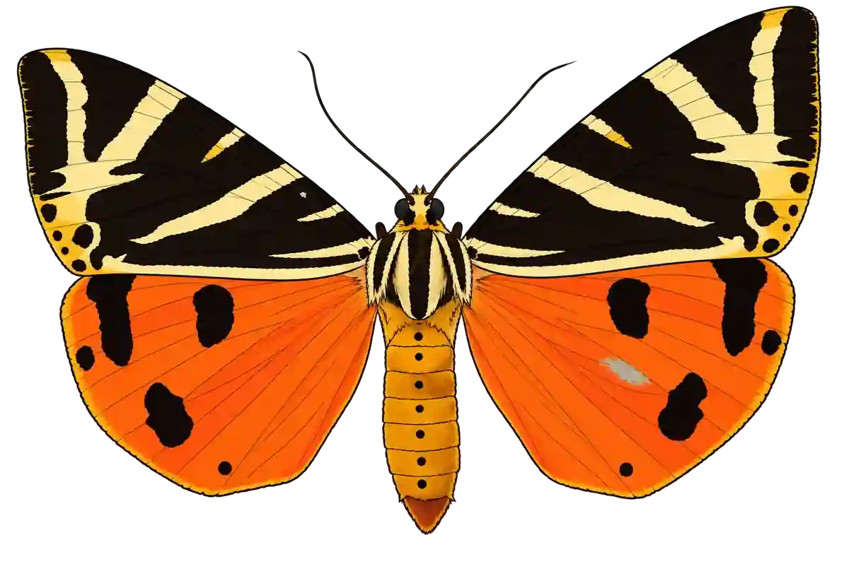 Euplagia quadripunctaria, dorsal view