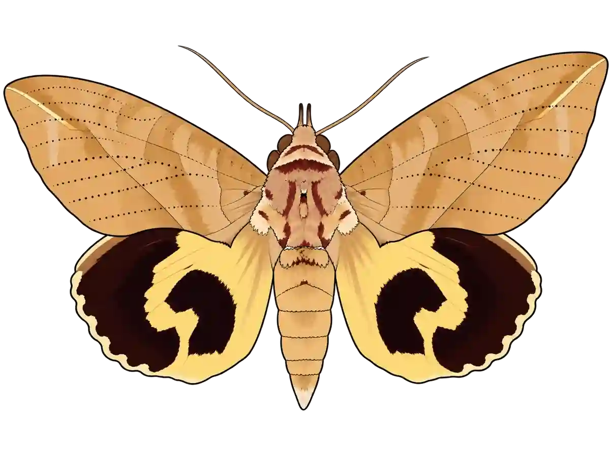 Eudocima phalonia, dorsal view