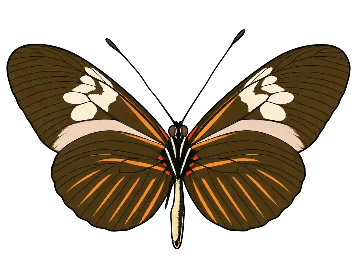 Heliconius melpomene, ventral view