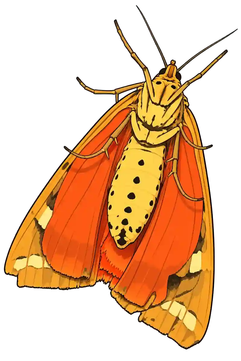 Euplagia quadripunctaria, ventral view
