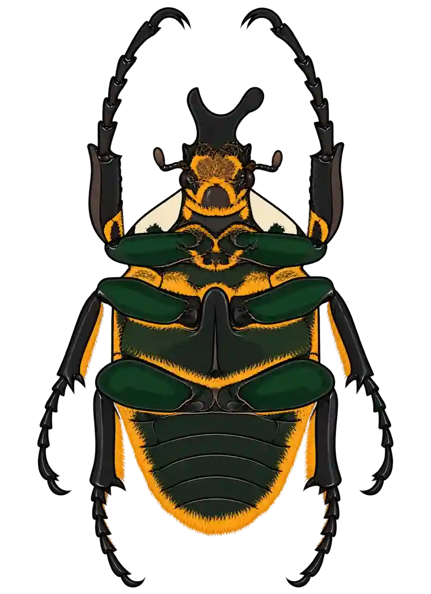 Goliathus goliatus, ventral view