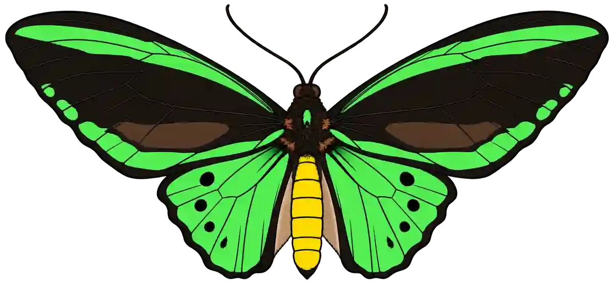 Ornithoptera priamus, dorsal view