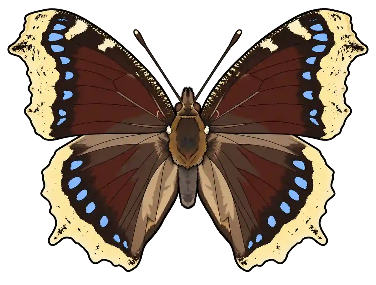 Nymphalis antiopa, dorsal view