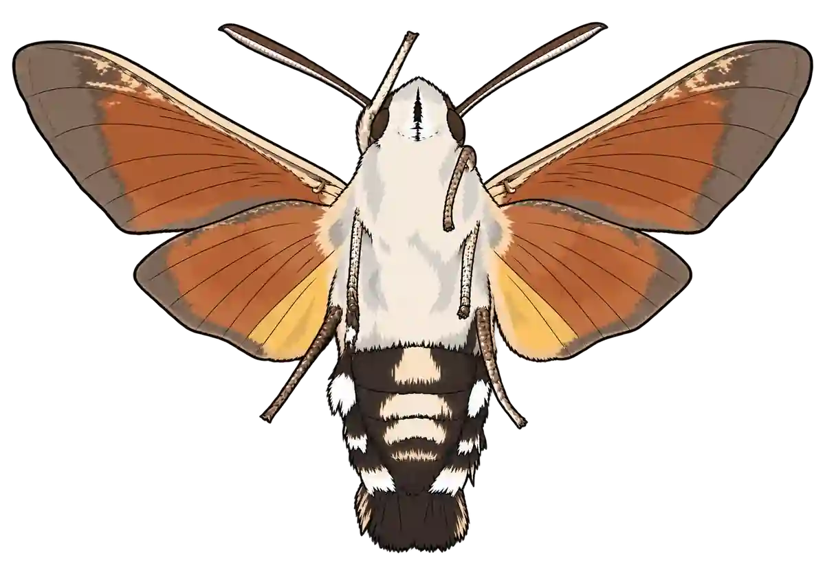 Macroglossum stellatarum, ventral view