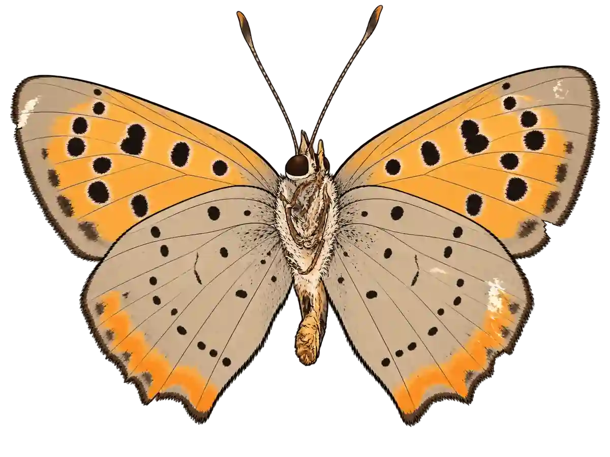 Lycaena phlaeas, ventral view