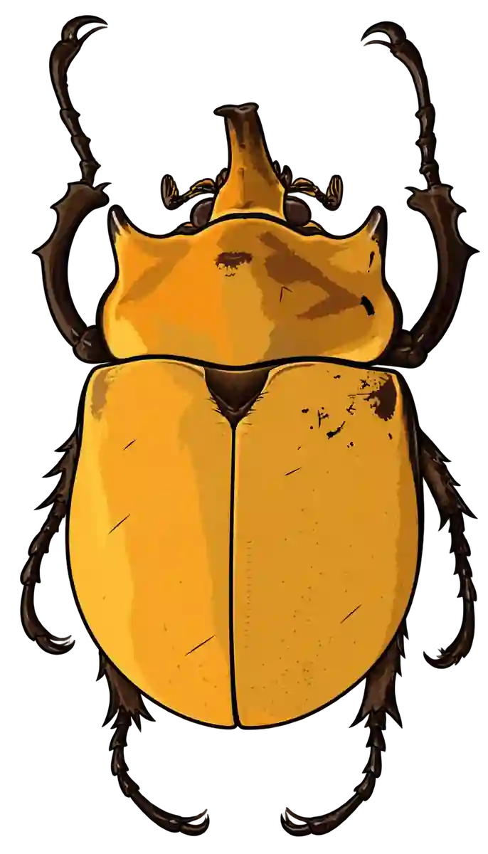 Megasoma elephas, dorsal view