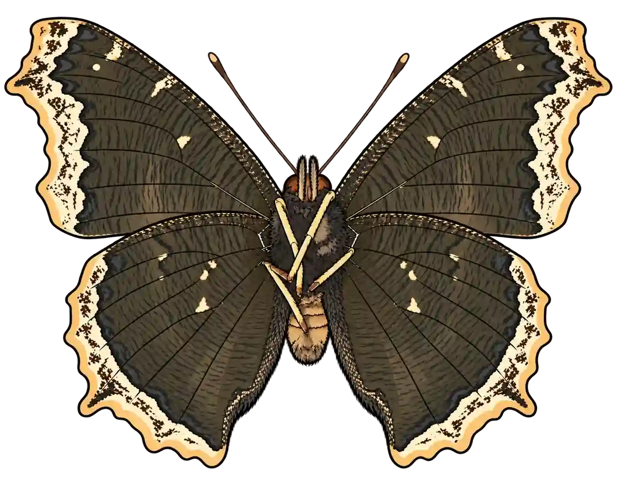 Nymphalis antiopa, ventral view