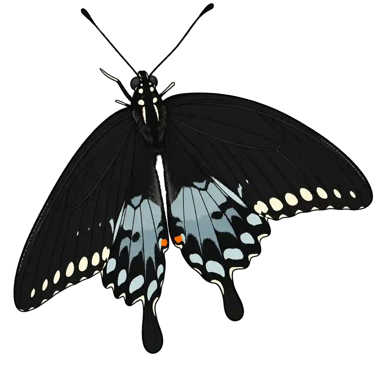 Papilio troilus, dorsal view