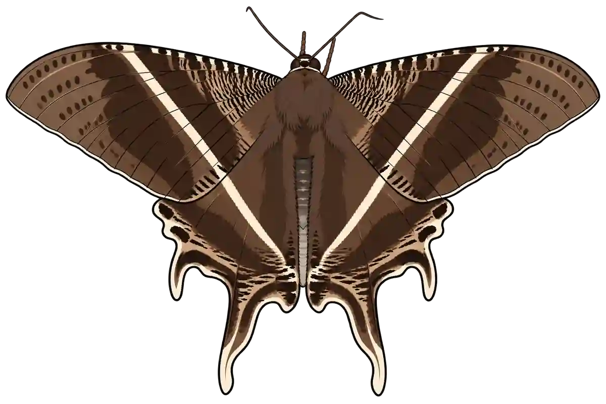 Lyssa zampa, dorsal view