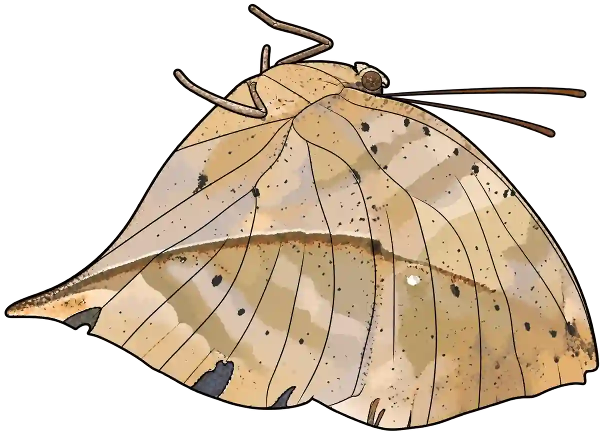 Kallima inachus, ventral view