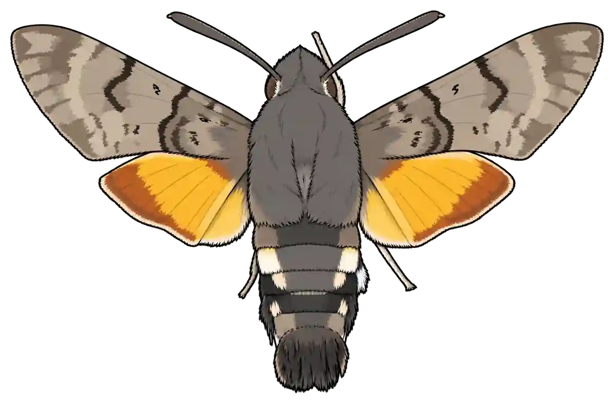 Macroglossum stellatarum, dorsal view