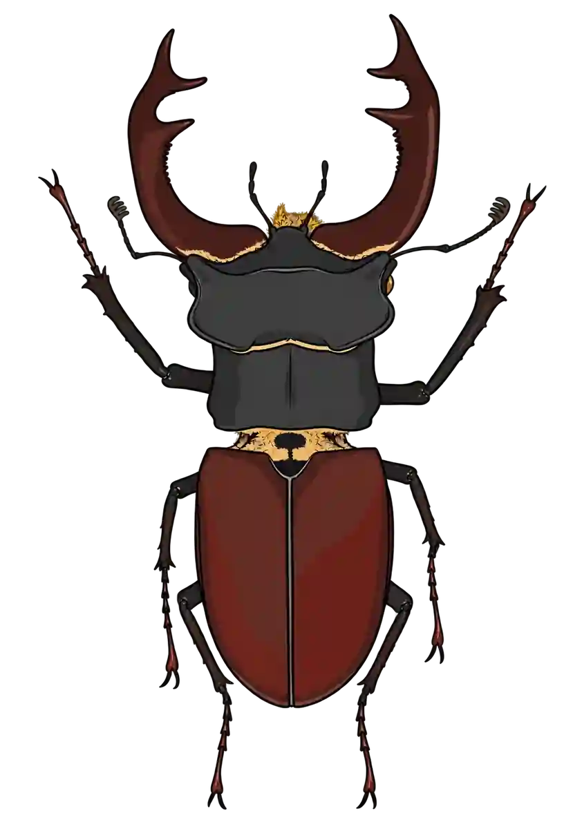 Lucanus cervus, dorsal view