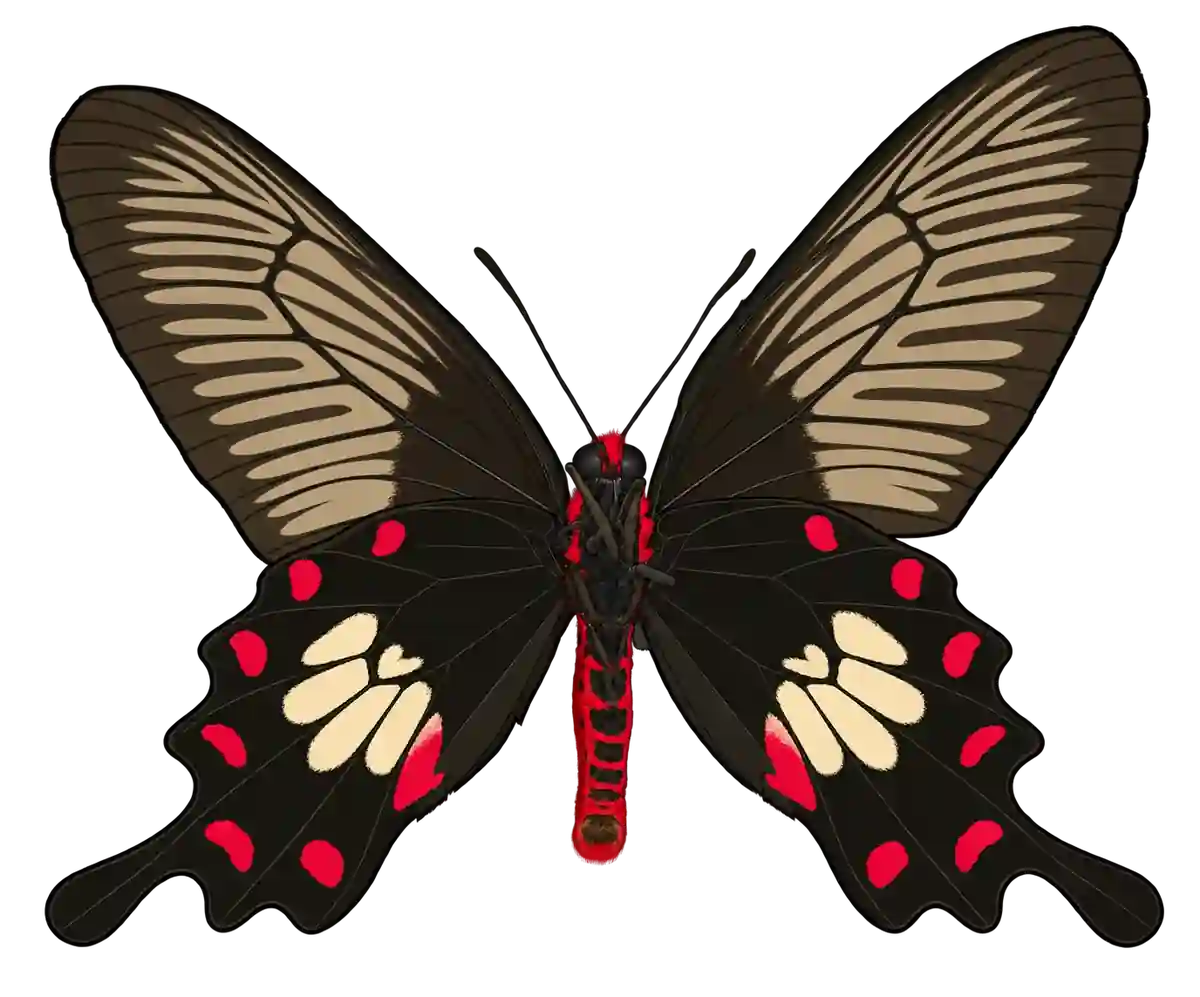Pachliopta aristolochiae, ventral view