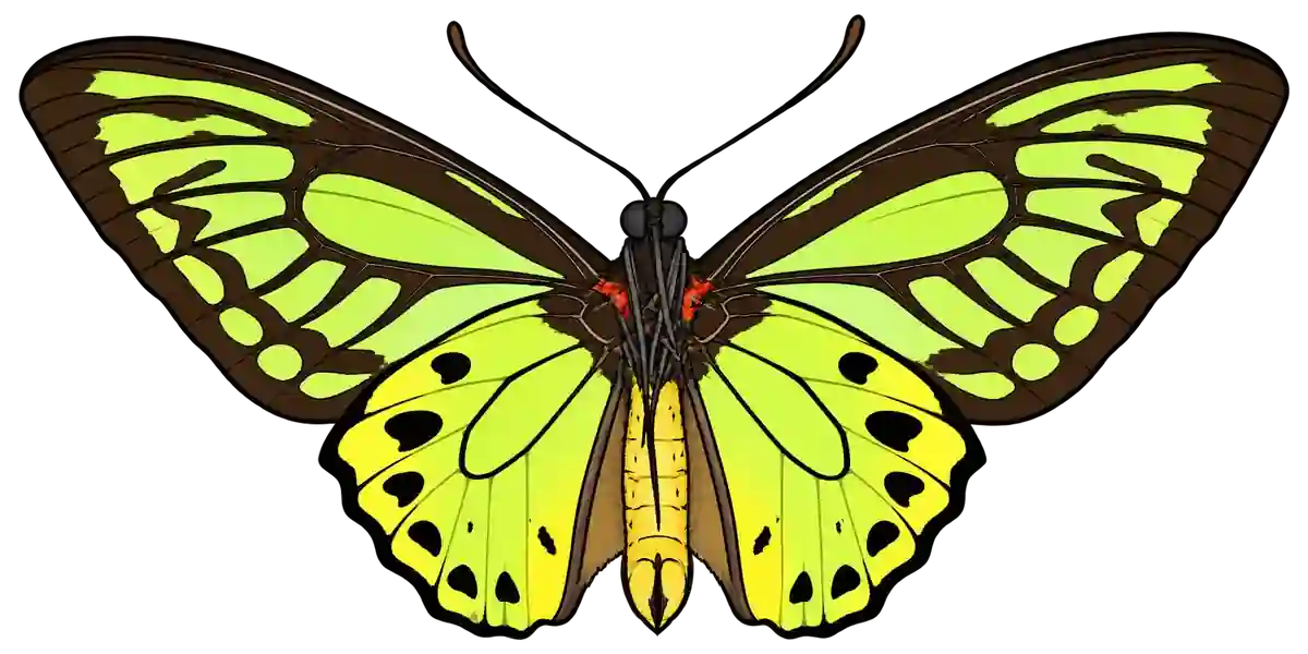 Ornithoptera priamus, ventral view